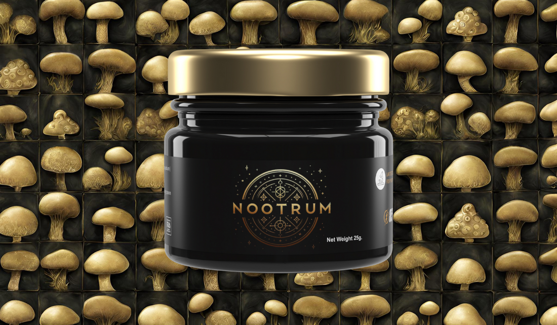 All – Nootrum